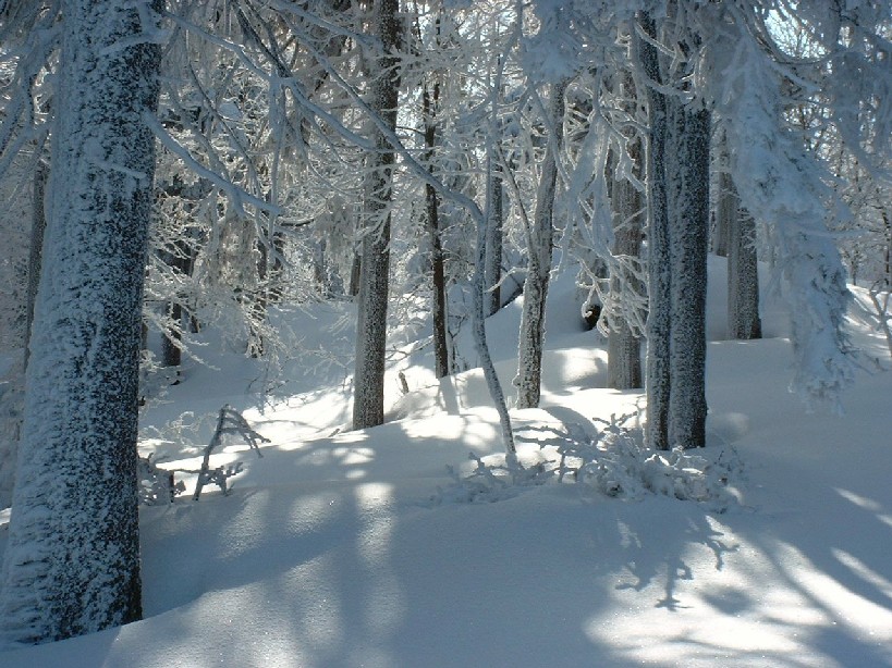Zieleniec 2003
